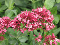 Centranthus ruber