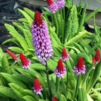 Primula vialii