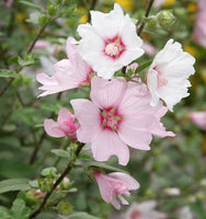 Lavatera thuringiaca 'Barnsley'