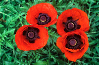 Papaver orientale