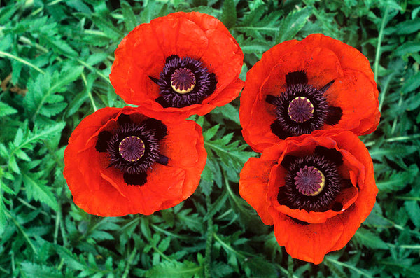 Papaver orientale