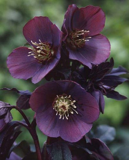 Helleborus orientalis 'Red Lady'