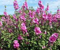 Lavatera thuringiaca 'Burgundy Wine'