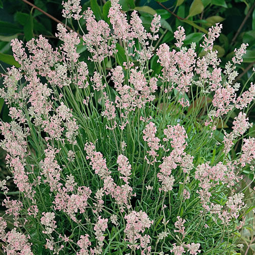 Lavandula 'Rosea'