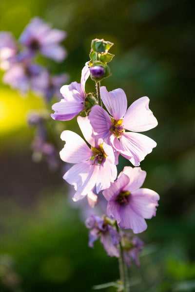 Lavatera thuringiaca 'Lavender Lady'