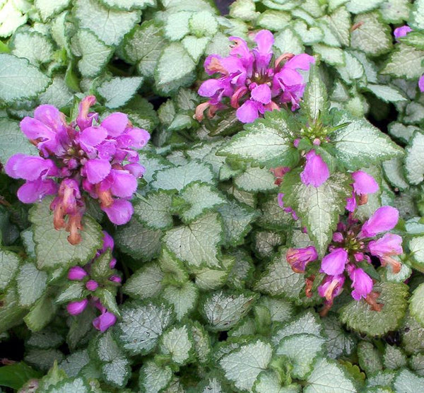 Lamium 'Beacon Silver'