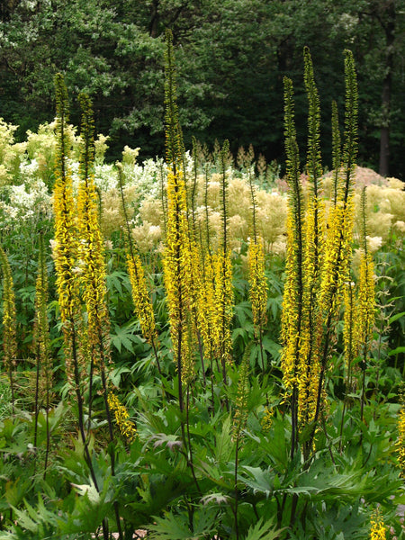 Ligularia prewalskii