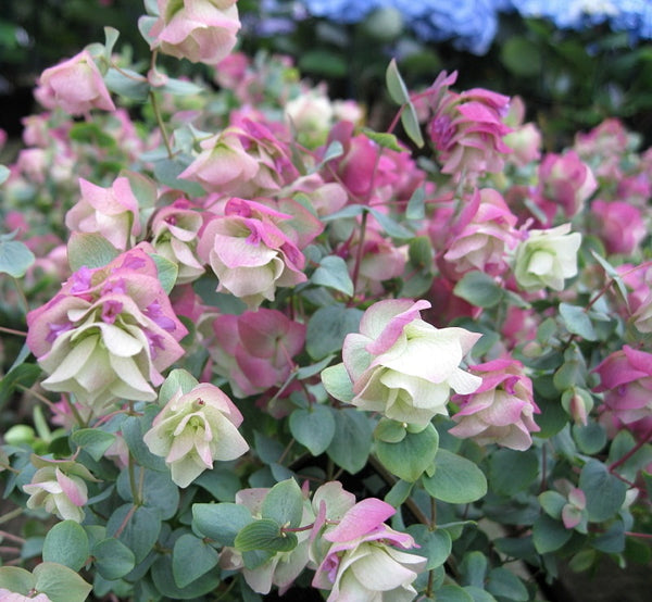 Origanum 'Kent Beauty'