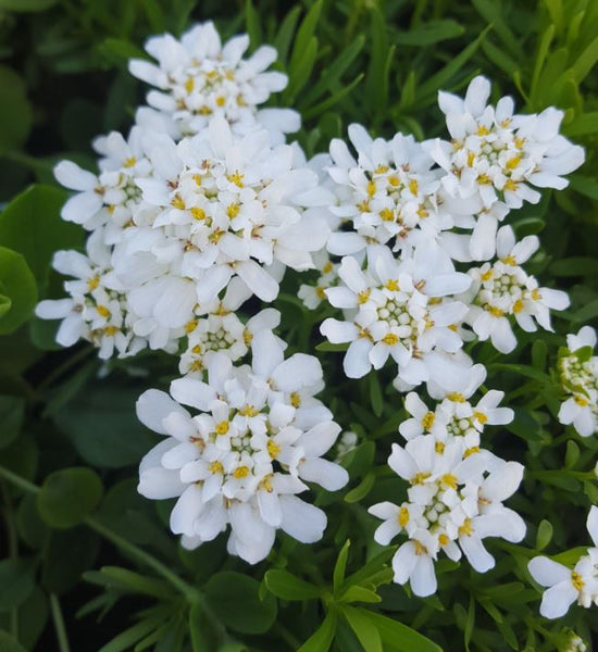 Iberis sempervirens 'Whiteout'