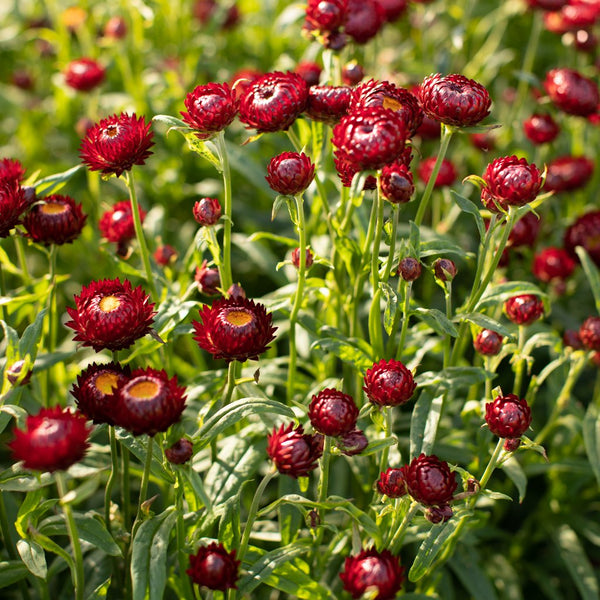 Strawflower