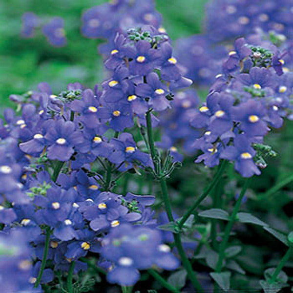 Nemesia Blue