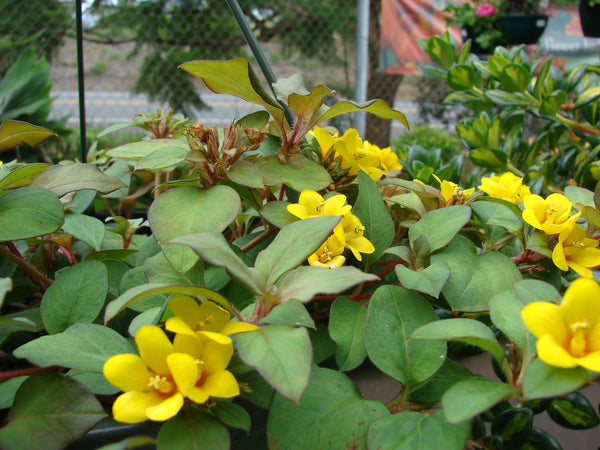 Lysimachia Procumbens