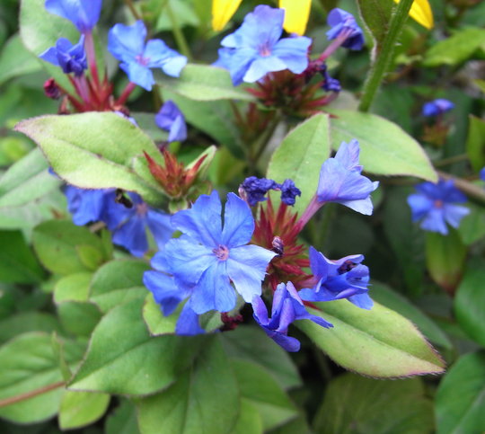 Ceratostigma plumbaginoides