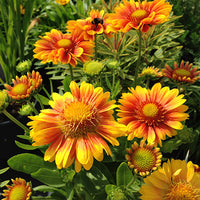 Gaillardia 'Arizona Apricot'