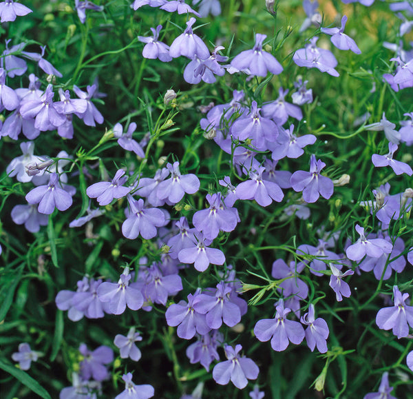 Physostegia virginiana 'Miss Manners'