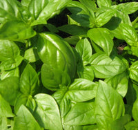 Sweet Basil