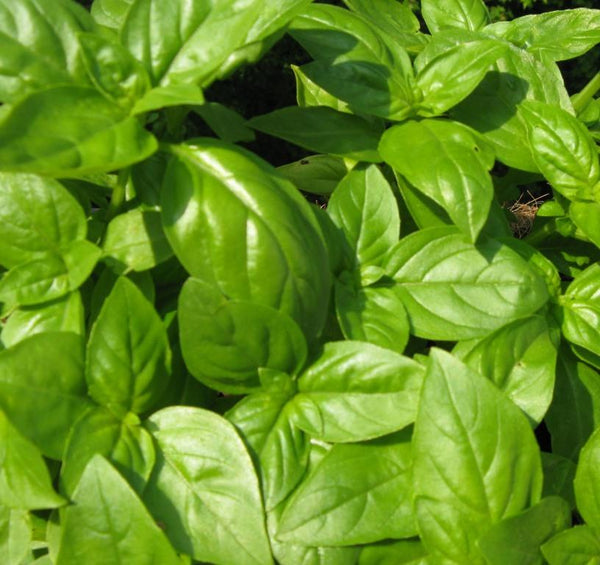 Sweet Basil