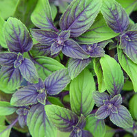 Basil African Blue