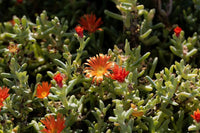 Lampranthus Ice Plant