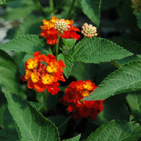 Lantana