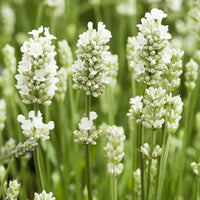 Lavandula 'Alba'