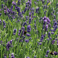 Lavandula 'Hidcote Blue'