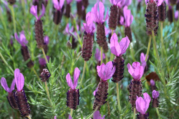 Lavandula stoechas 'Otto Quast'