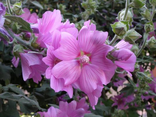 Lavatera thuringiaca 'Rosea'