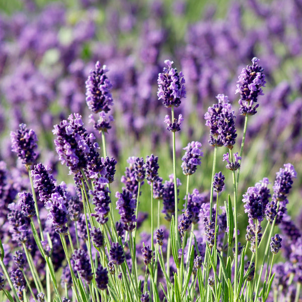 Lavender Munstead