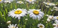 Leucanthemum 'Snow Lady'