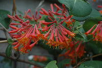 Lonicera Dropmore Scarlet (NEW)