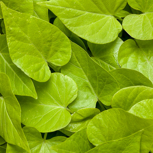 Ipomoea Lime Sweet Potato Vine