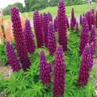 Lupine 'Master Piece'