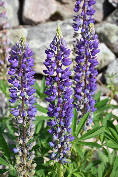 Lupines Blue'