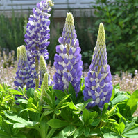 Lupines 'Gallery Series Blue'