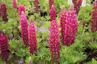 Lupines 'Gallery Series Red'