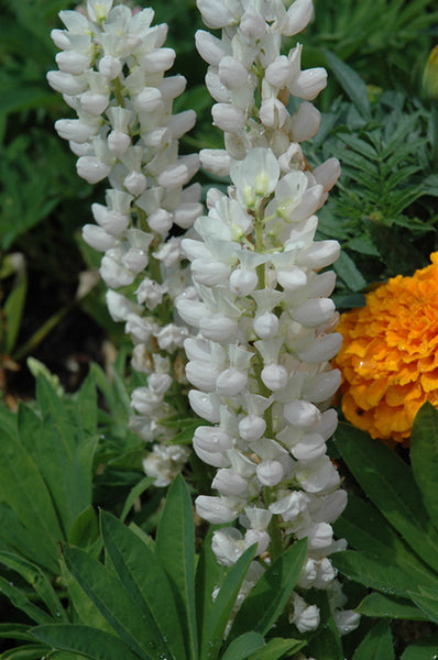 Lupines 'Gallery Series White'