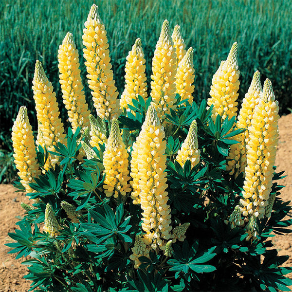 Lupines 'Gallery Series Yellow'