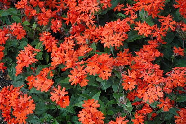 Lychnis arkwrightii 'Vesuvius'