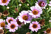 Marguerite Pink