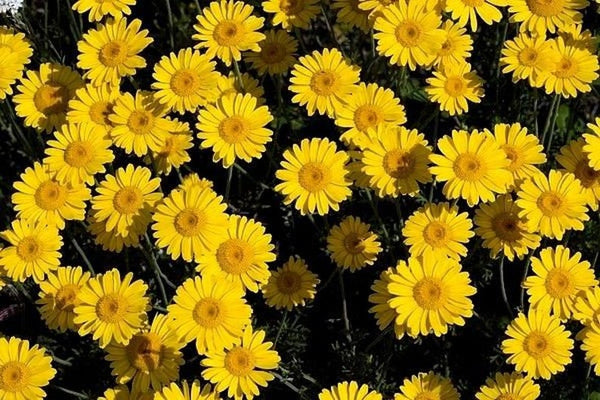 Marguerite Yellow