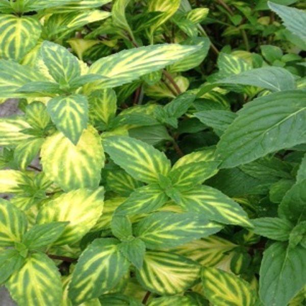 Mint 'Ginger'