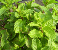 Mint 'Mohito'