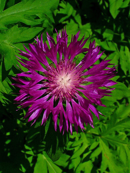 Centaurea dealbata