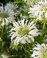 Monarda 'Snow White'