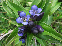 Gentiana cruciata