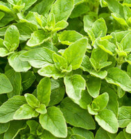 New Greek Oregano