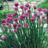 New Staro Chives