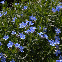 Lithodora diffusa 'White Star'