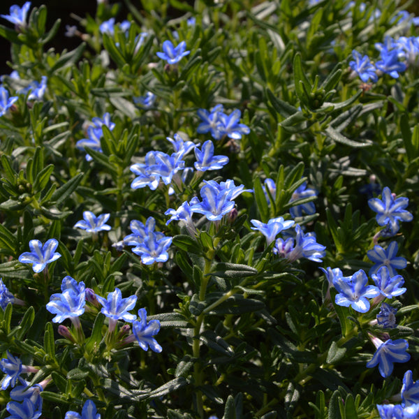 Lithodora diffusa 'White Star'